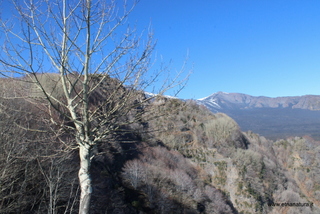Faggio monte Pomiciaro